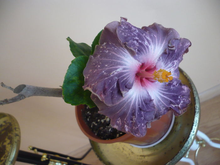 P1250910