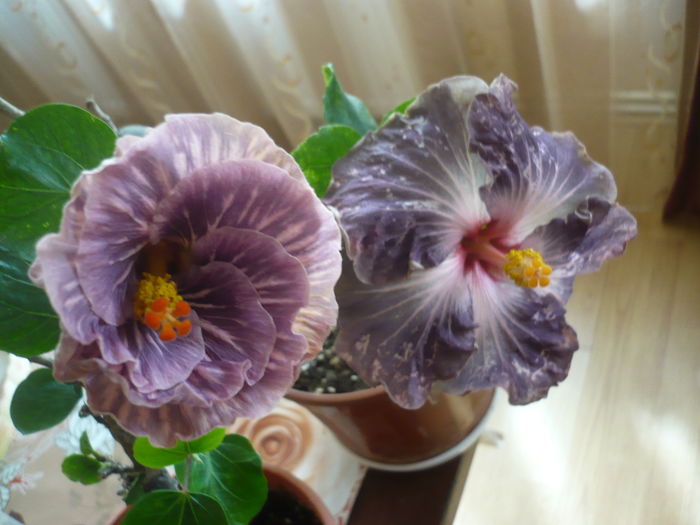 P1250894
