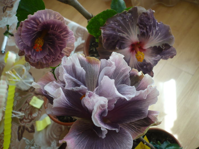 P1250895