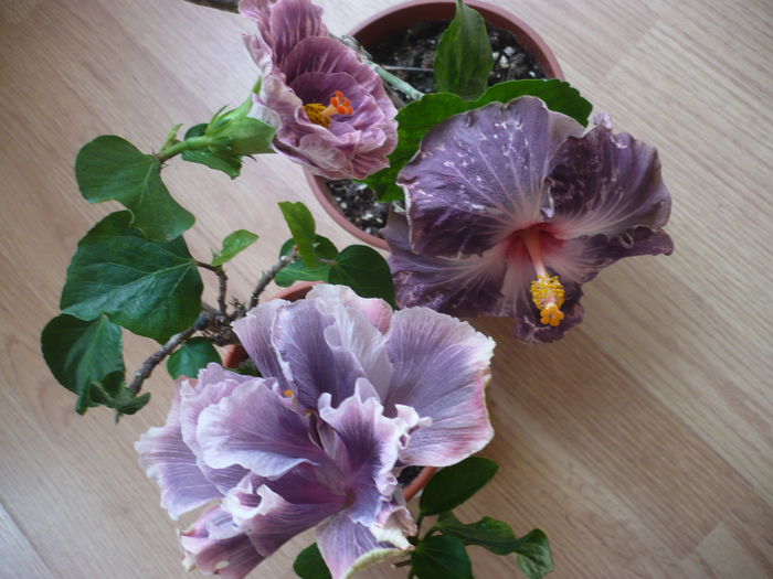 P1250903