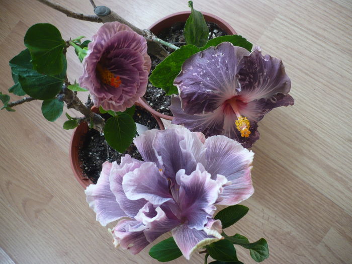 P1250904