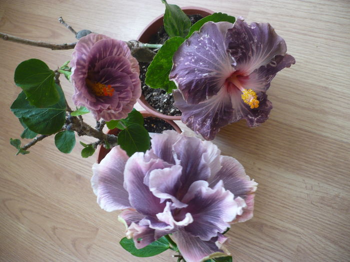 P1250905