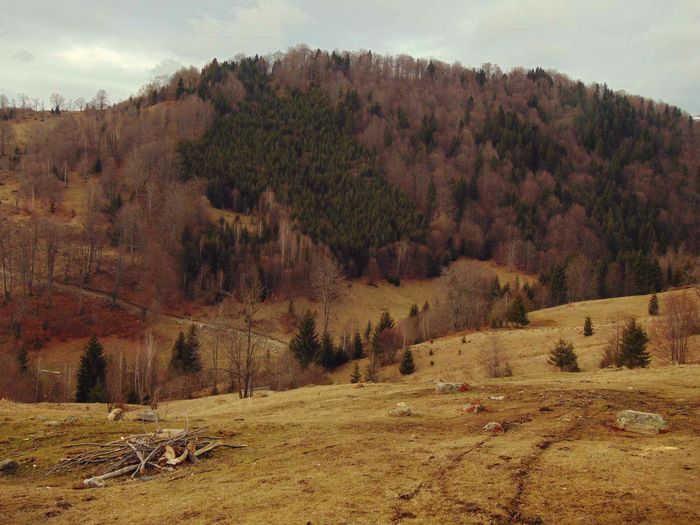 DSC04403 - Primavara 2016