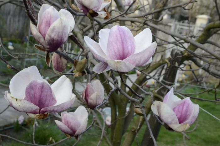 _DSC0117 - soulangeana 2016