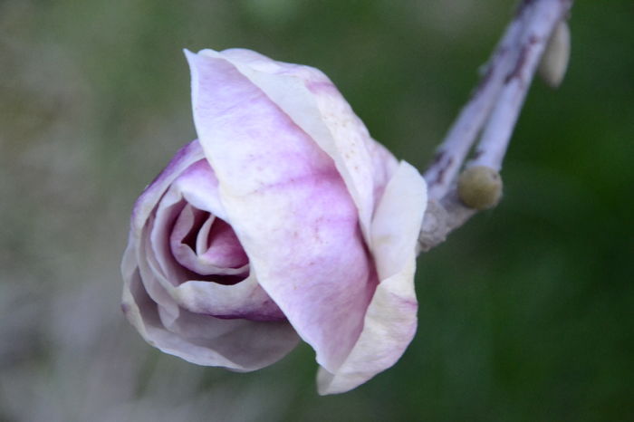 _DSC0162 - soulangeana 2016