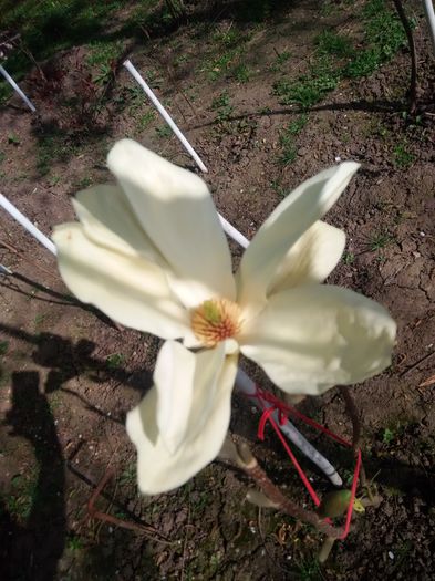 IMG_20160405_162434 - elisabeth 2016