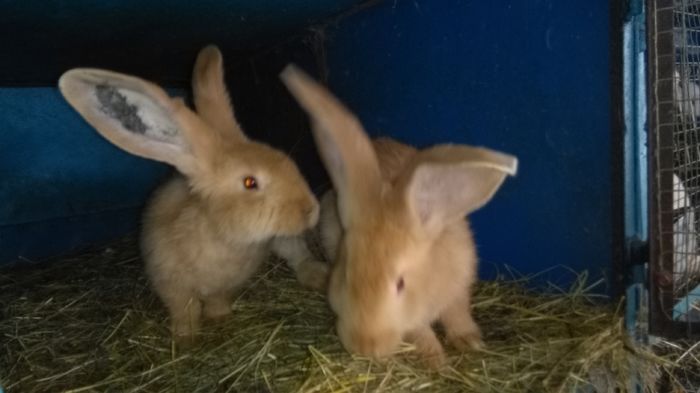 IMG_20160419_134559; MASCULI UR GALBENI =2,5 LUNI
DE vanzare sau schimb cu femele aceiasi rasa - VANDUTI
