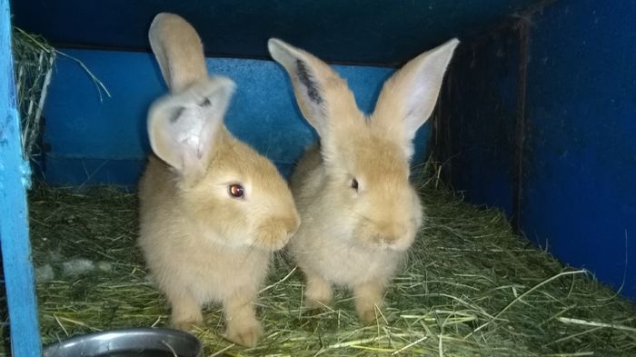 _134622=DE VANZARE -SAU SCHIMB=VANDUTI;; DE VANZARE SAU SCHIMB CU FEMELA ACEIASI RASA
