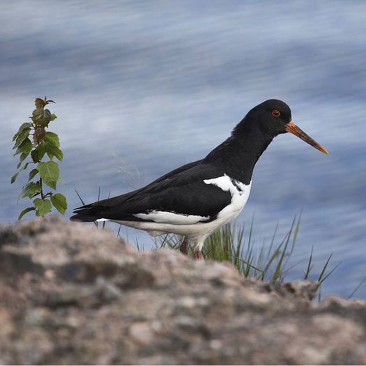 12298821_964542863635123_1394493427_n