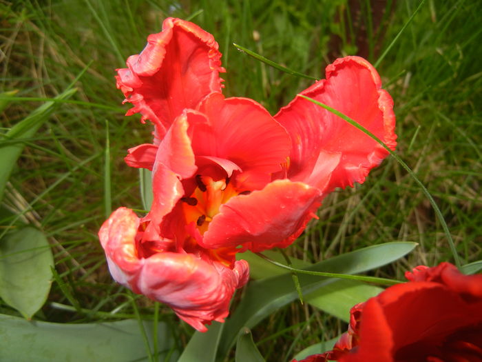 Tulipa Rococo (2016, April 10)
