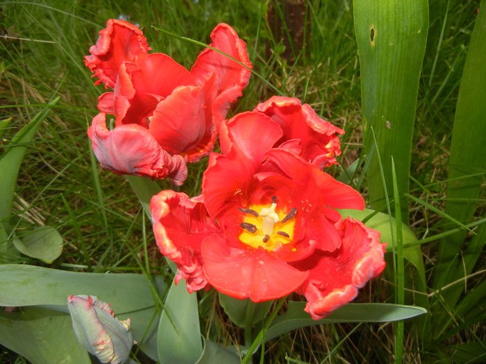 Tulipa Rococo (2016, April 10) - Tulipa Rococo Parrot