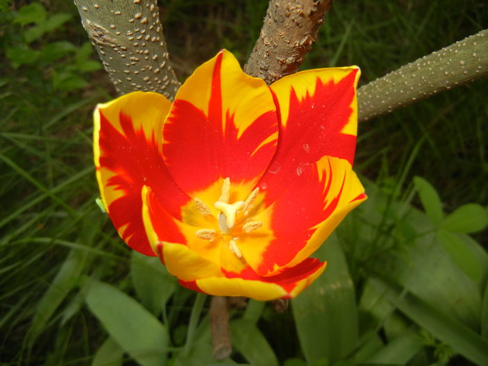 Tulipa Mickey Mouse (2016, April 10) Tulipa Mickey Mouse (2016, April 10)
