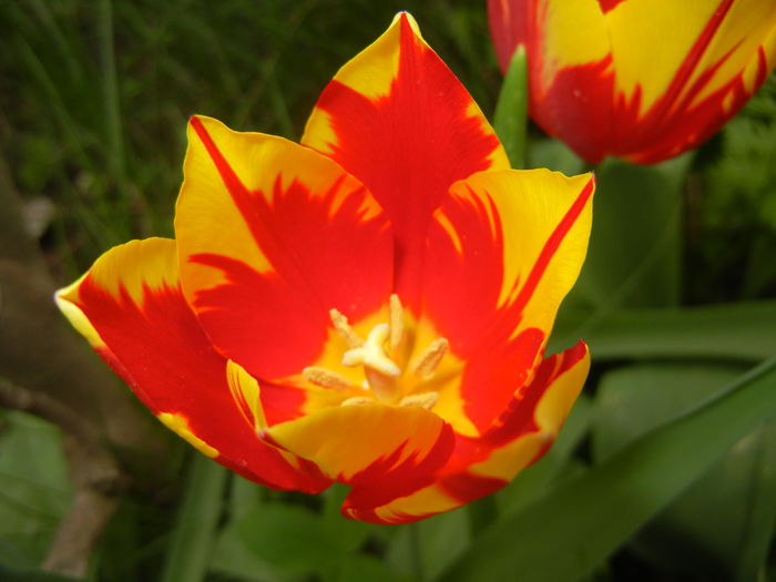 Tulipa Mickey Mouse (2016, April 10) Tulipa Mickey Mouse (2016, April 10)