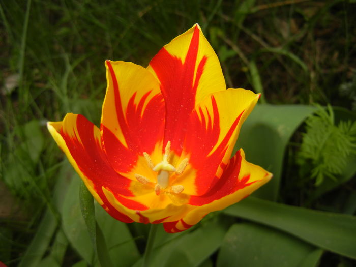 Tulipa Mickey Mouse (2016, April 10) Tulipa Mickey Mouse (2016, April 10)