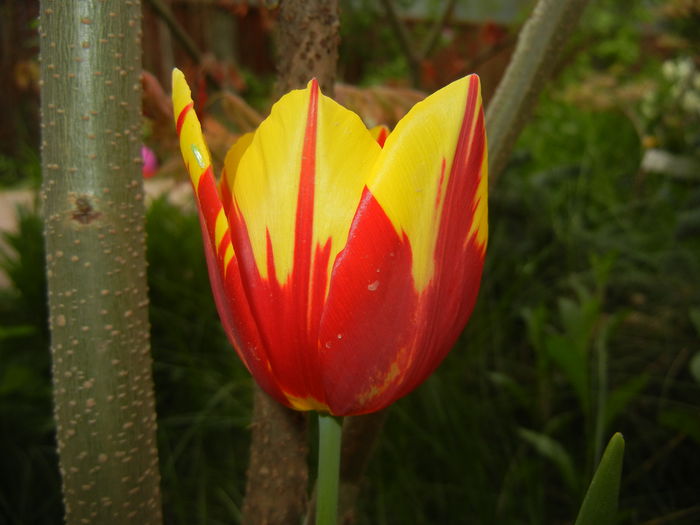 Tulipa Mickey Mouse (2016, April 10) Tulipa Mickey Mouse (2016, April 10)