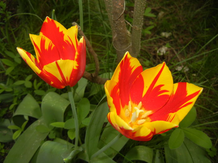 Tulipa Mickey Mouse (2016, April 10) Tulipa Mickey Mouse (2016, April 10)