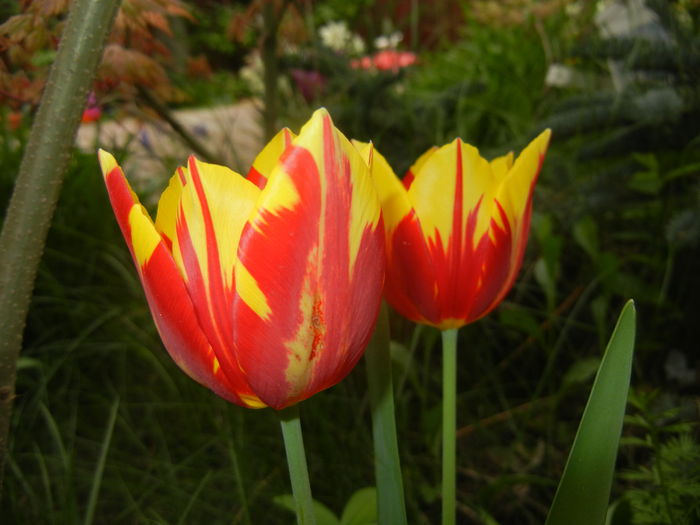 Tulipa Mickey Mouse (2016, April 10) Tulipa Mickey Mouse (2016, April 10)