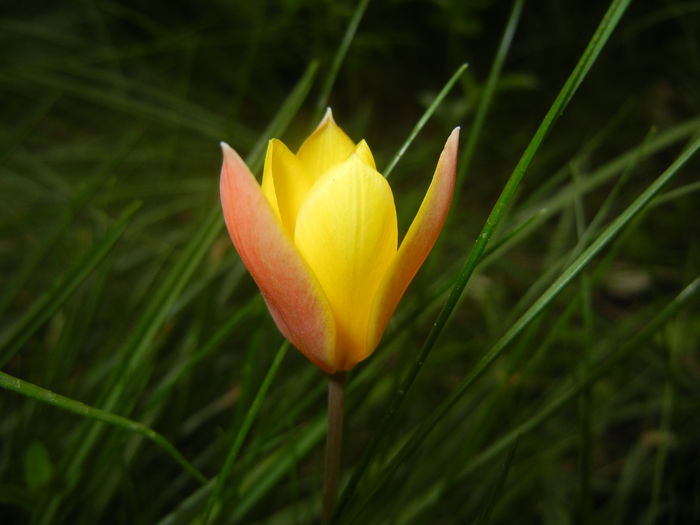 Tulipa clusiana Chrysantha (2016, Apr.10)