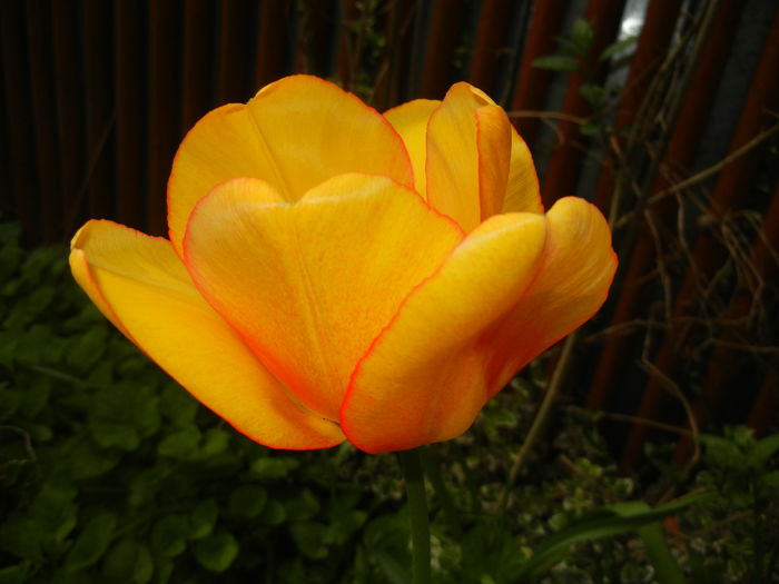 Tulipa Blushing Apeldoorn (2016, Apr.10)