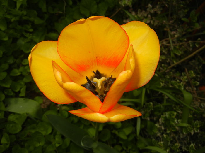 Tulipa Blushing Apeldoorn (2016, Apr.10)