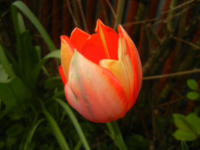 Tulipa Orange Bouquet (2016, April 10) - Tulipa Orange Bouquet