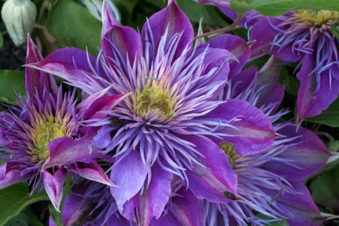 Clematis_Crystal Fountain uscata