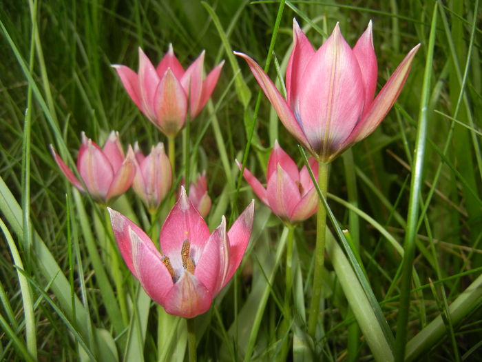 Tulipa Little Beauty (2016, April 10)