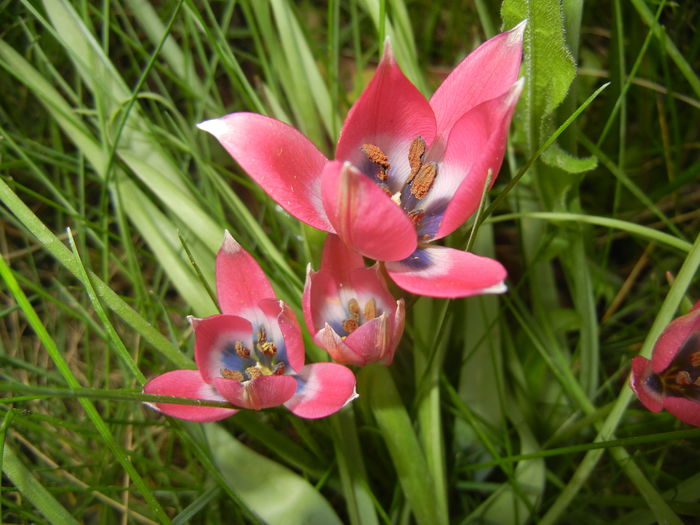 Tulipa Little Beauty (2016, April 10)