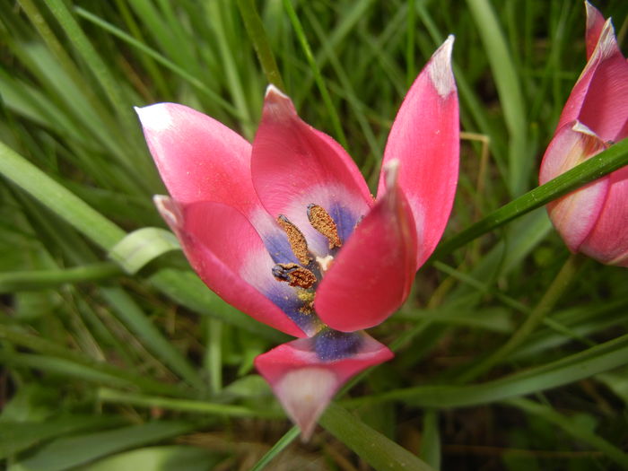 Tulipa Little Beauty (2016, April 10)