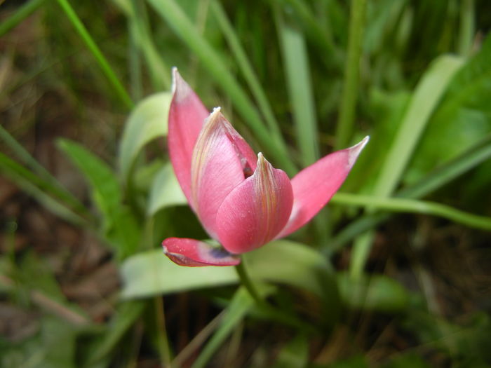 Tulipa Little Beauty (2016, April 10)