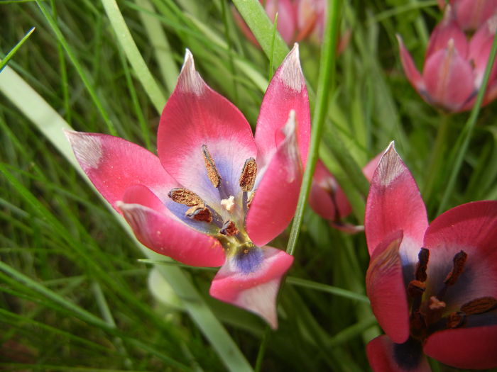 Tulipa Little Beauty (2016, April 10) - Tulipa Little Beauty