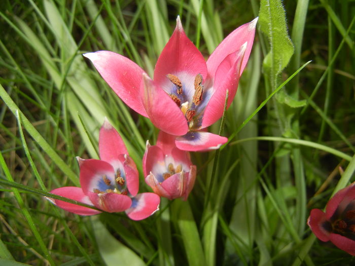 Tulipa Little Beauty (2016, April 10) - Tulipa Little Beauty