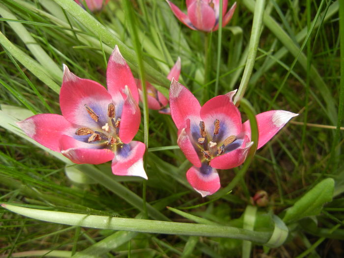 Tulipa Little Beauty (2016, April 10)