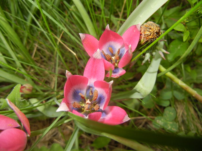 Tulipa Little Beauty (2016, April 10)
