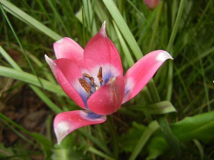 Tulipa Little Beauty (2016, April 10)