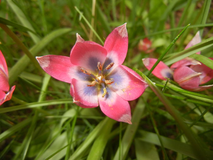 Tulipa Little Beauty (2016, April 10)