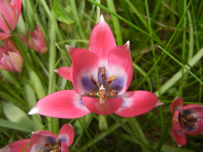 Tulipa Little Beauty (2016, April 10)