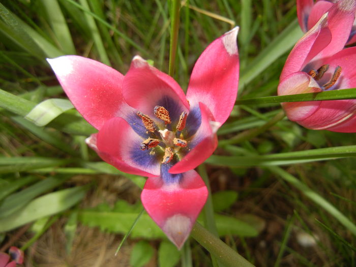 Tulipa Little Beauty (2016, April 10) - Tulipa Little Beauty