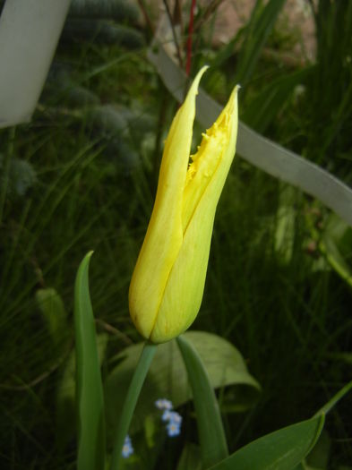 Tulipa Cistula (2016, April 10)