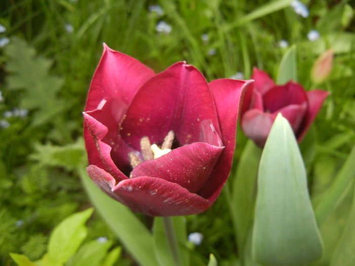Tulipa Negrita (2016, April 10)