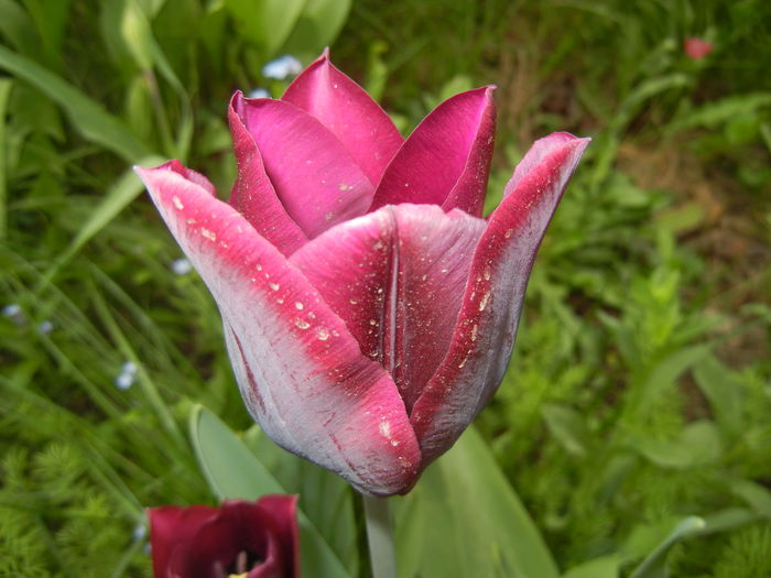 Tulipa Negrita (2016, April 10) - Tulipa Negrita