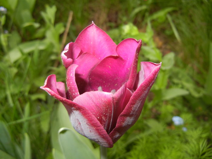 Tulipa Negrita (2016, April 10)