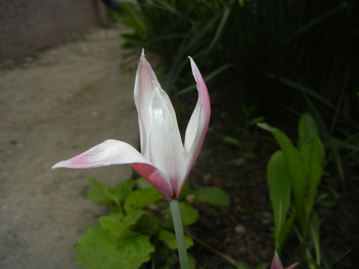 Tulipa Peppermint Stick (2016, April 10)