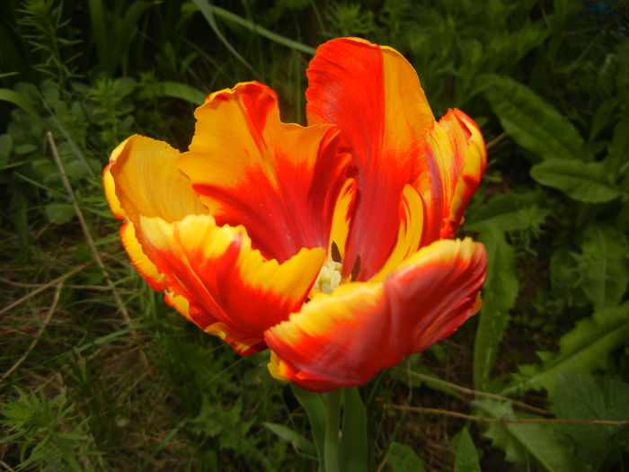 Tulipa Bright Parrot (2016, April 10)