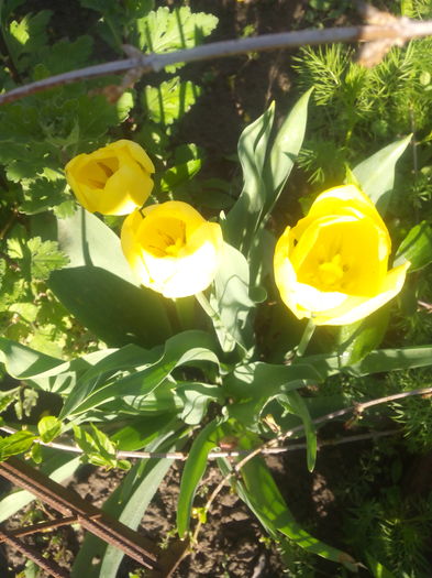 lalele tirzii - Primavara 2016