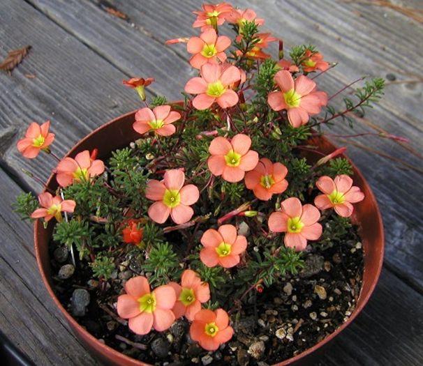 Oxalis_massoniana