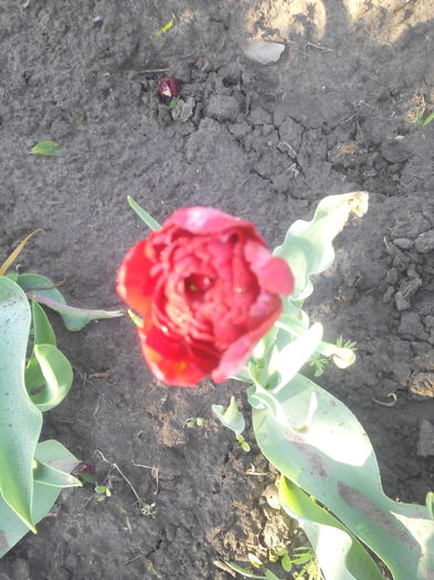 lalea bujor - Primavara 2016