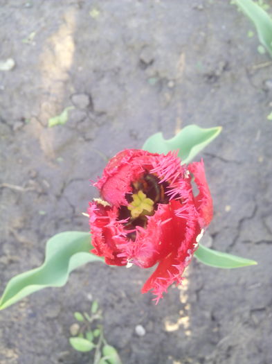 IMG_20160422_084647 - Primavara 2016