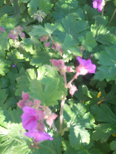 asa infloreste muscata de gradina - Primavara 2016