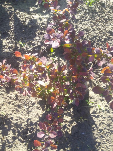 IMG_2016 - Primavara 2016